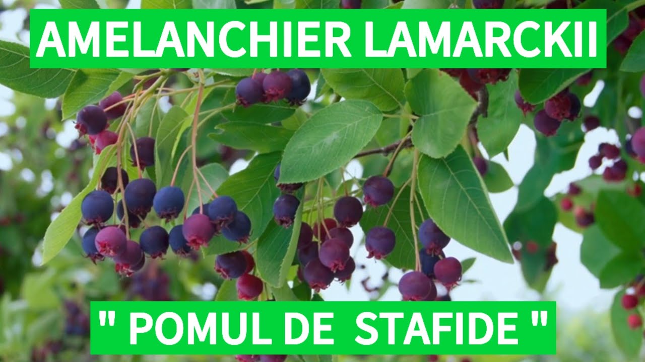 Amelanchier Lamarckii- 