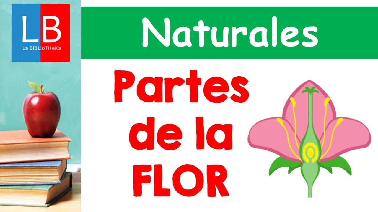 Partes de la FLOR para niños ✔👩‍🏫 PRIMARIA