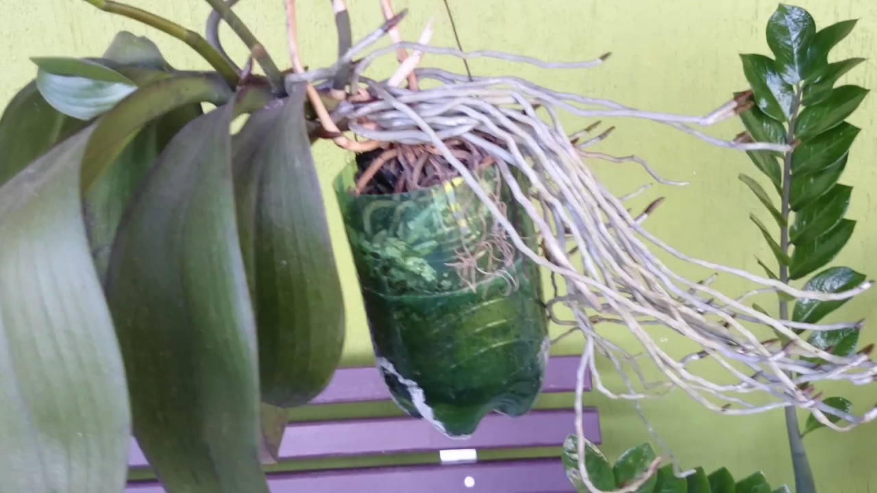 Replante de Phalaenopsis no PET com reservatório