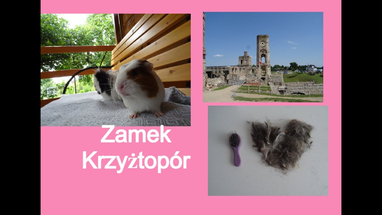 Obcinam świnkę długowłosą + świnie na działce #świnkamorska