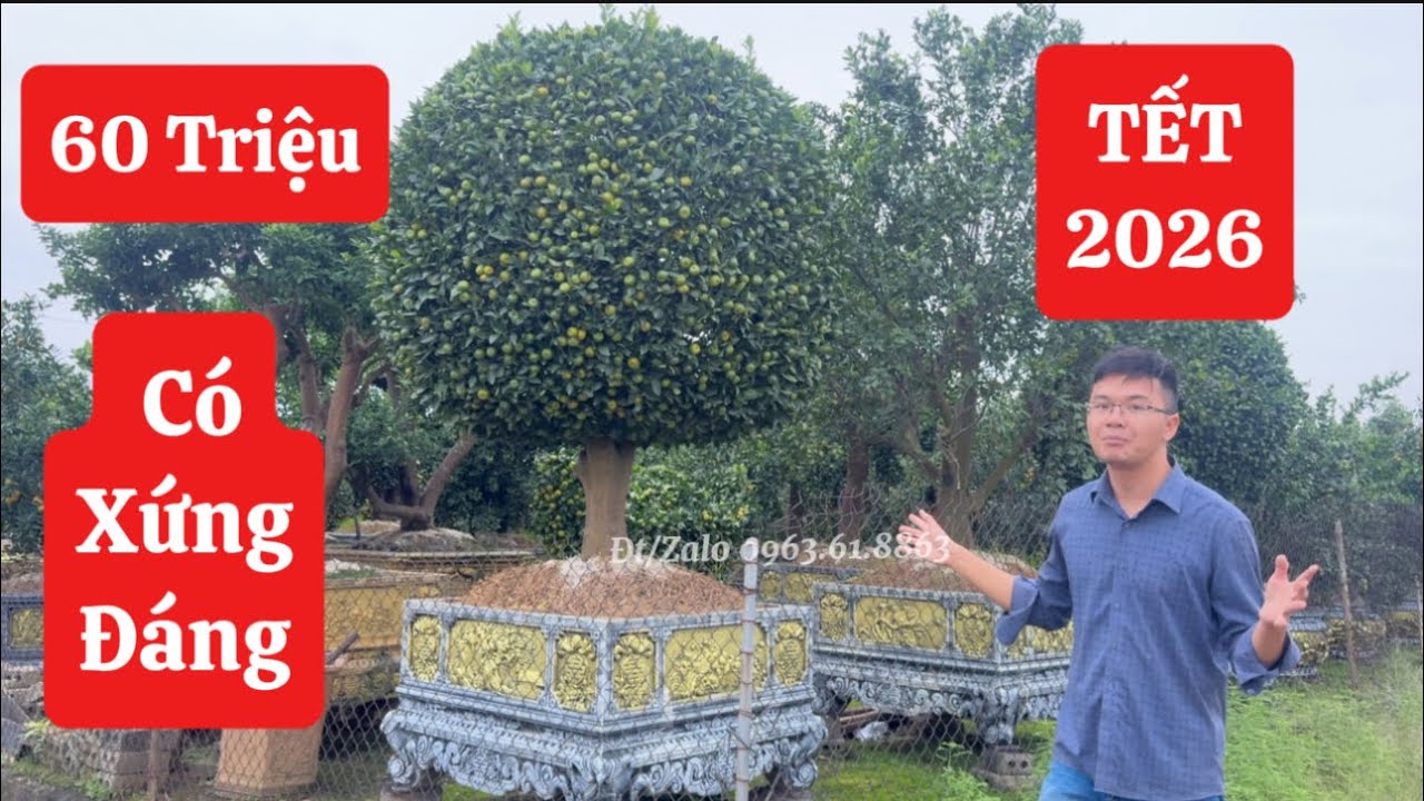 60 Triệu ! Mua Cây Cảnh chơi Tết 2026 ! Liệu có xứng đáng ! Đt/Zalo 0963618863