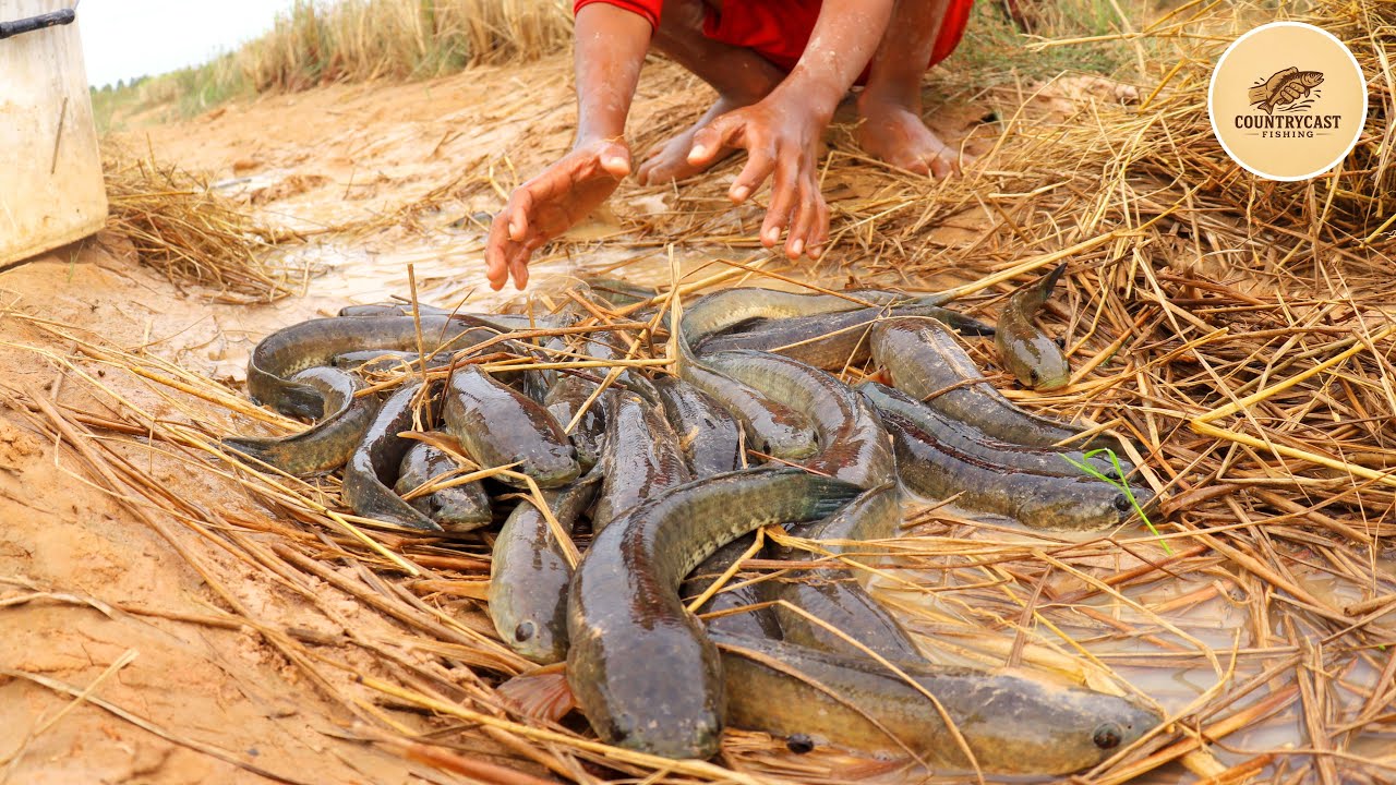Traditional Hand Fishing Skills - Tips to Find and Catch Fish in Dry Season