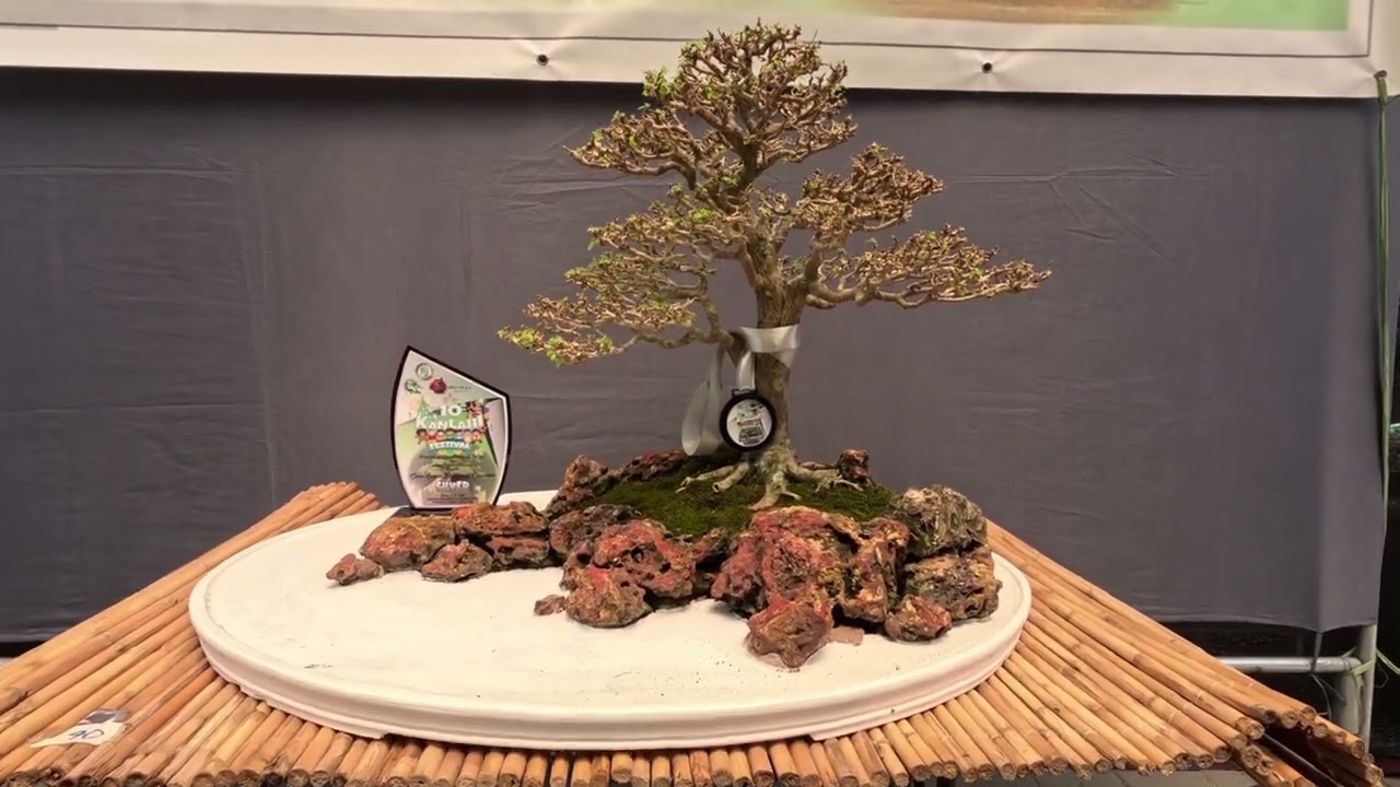 BONSAI ANG GANDA MO! PASILIP SA BONSAI SHOW PART 2. 