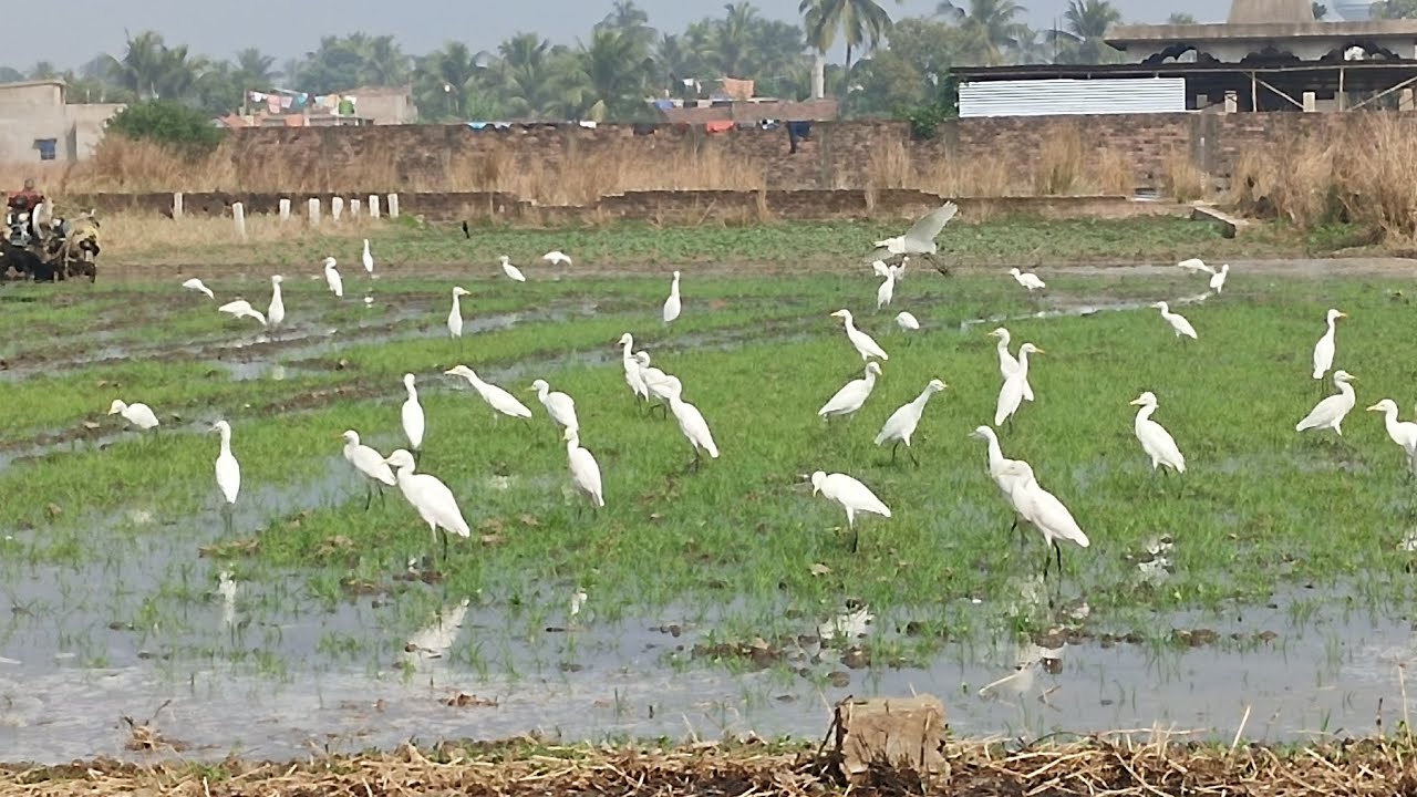 Farmers Doing Hardwork in Agriculture field, West Bengal