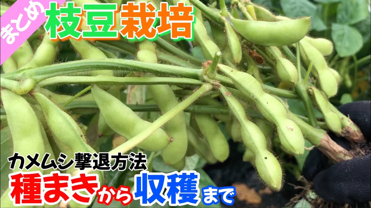 【まとめ】枝豆　種まきから収穫まで　2025年