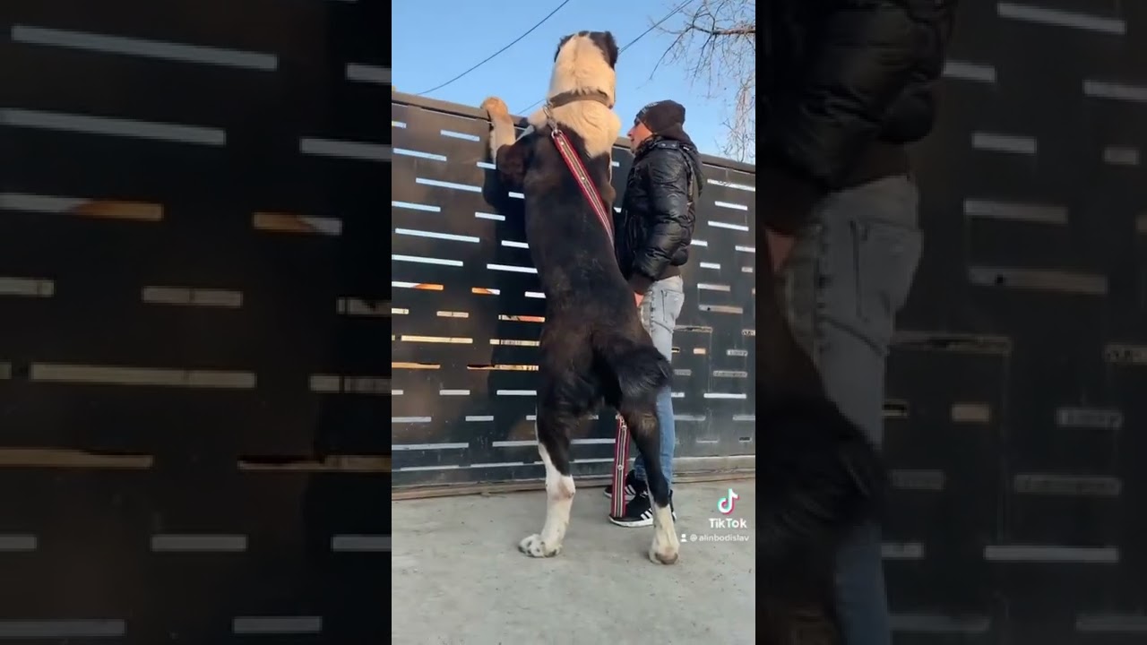 Igor&hellip;.Ciobănesc de Asia Centrala