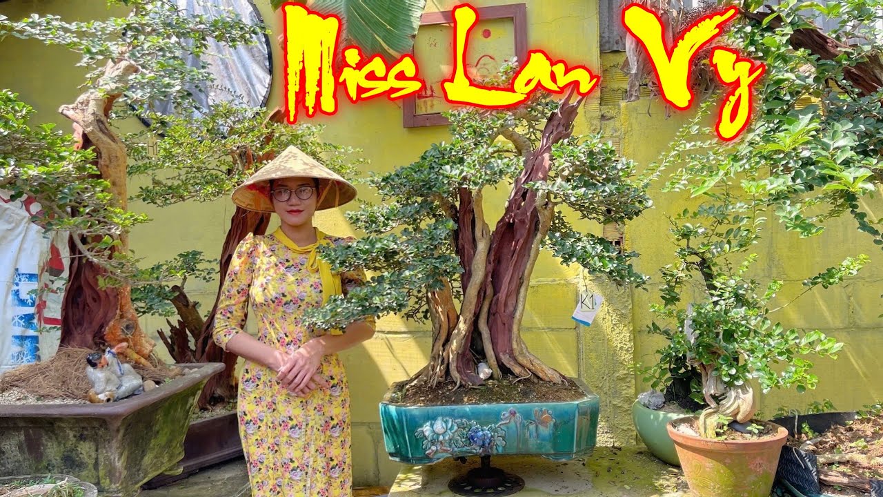 LAN VY | #0326408040 | DÒNG HIẾM CÂY LÕ TRÂU, SAN SẢN & NHỮNG TP TRẮC NGHỆ LŨA NGHỆ THUẬT ĐỘC ĐẸP...