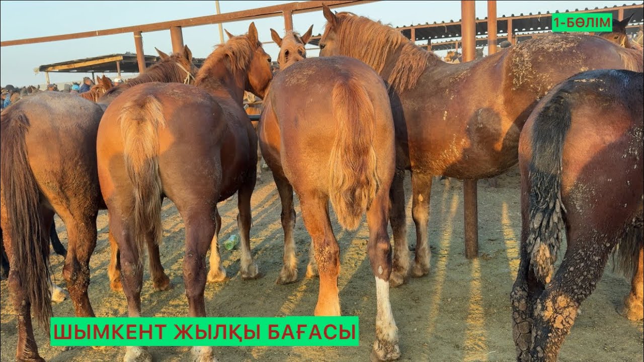 Жылқылар 1-Бөлімі 22.10.25ж