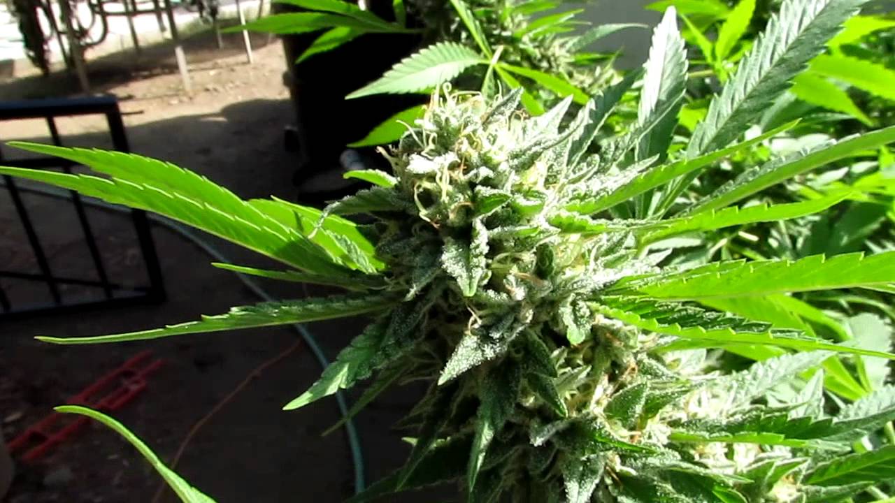 GGG Grape Stomper OG (OG Dom.)