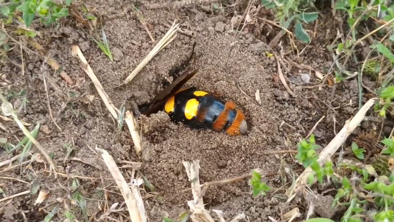Bogárlárvák után kutató nőstény óriás tőrösdarázs