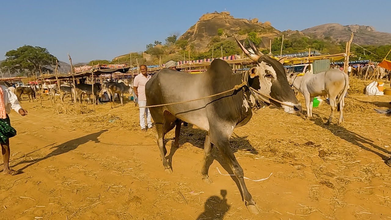 2 teeth Hallikar stud bull of Kandikere