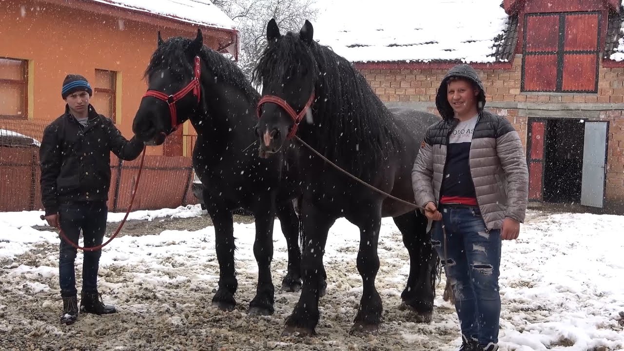 Caii lui Beni de la Belin, Covasna - 2021 Nou!!!