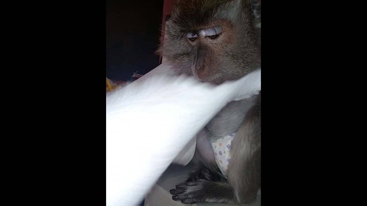 Monkey busted making spit balls