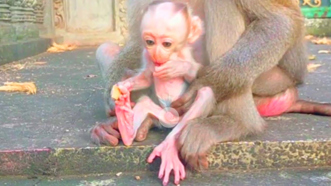 Oh God! Skinny BB Parker! The old Mama Pinka must be not enough milk her cute, BB's always hungry.!