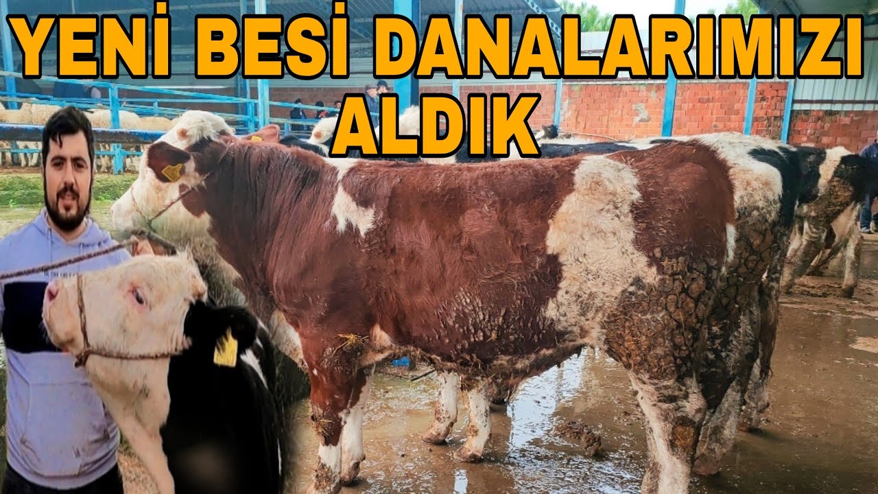 3 ADET SİMENTAL AKBAŞ ALDIM~BALIKESİR İVRİNDİ HAYVAN PAZARI.