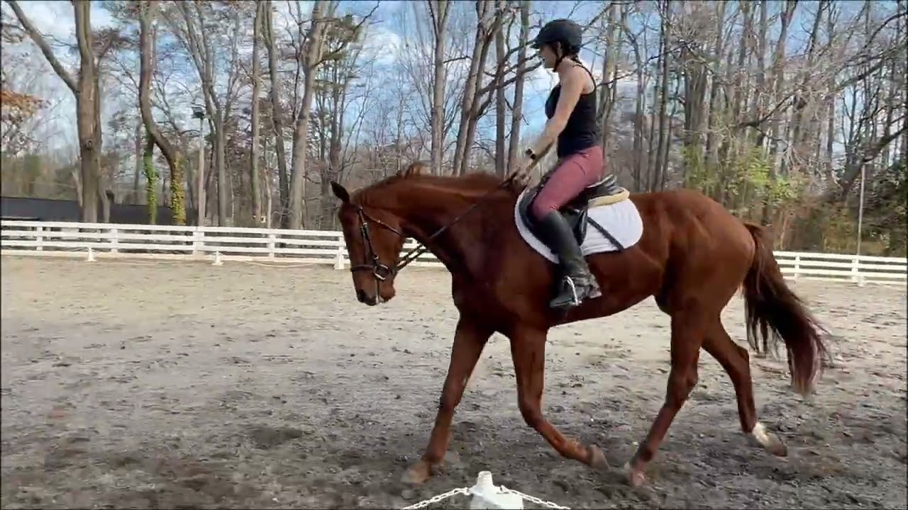 Mombo trot work 3/11/26