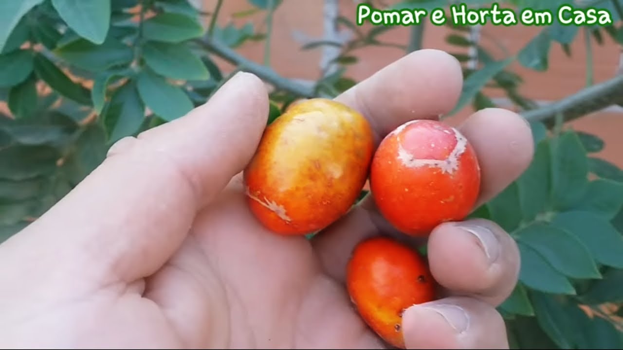 COMO PLANTAR SERIGUELA EM VASOS (Frutos em 60 dias)