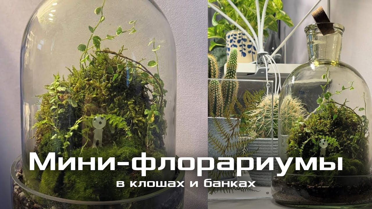 Мини-флорариумы | Какие бывают? | Рассматриваем баночки и теплички😏