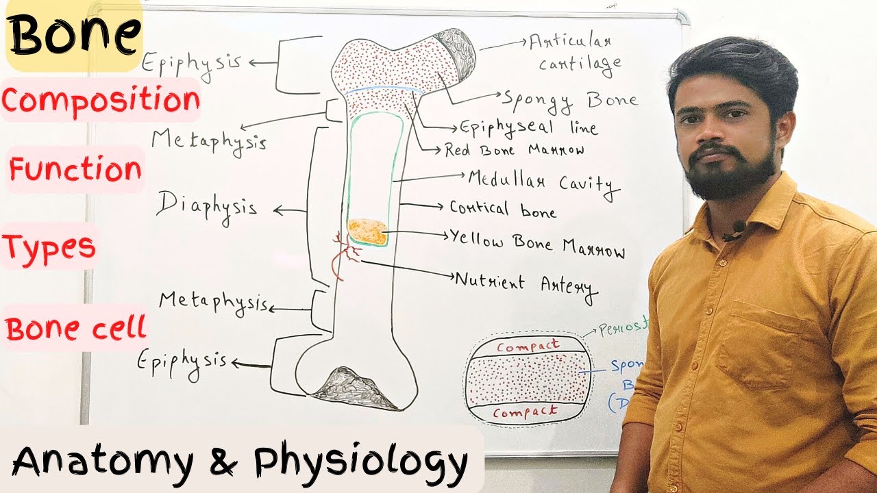 Bone Anatomy and Physiology in Hindi | Bone cells | compositions | Types | Structure | Functions