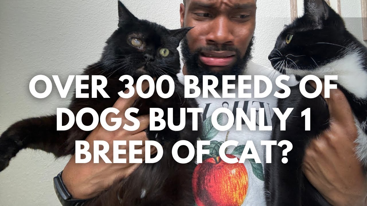Over 300 Breeds of Dogs but ONLY 1 BREED OF CAT?