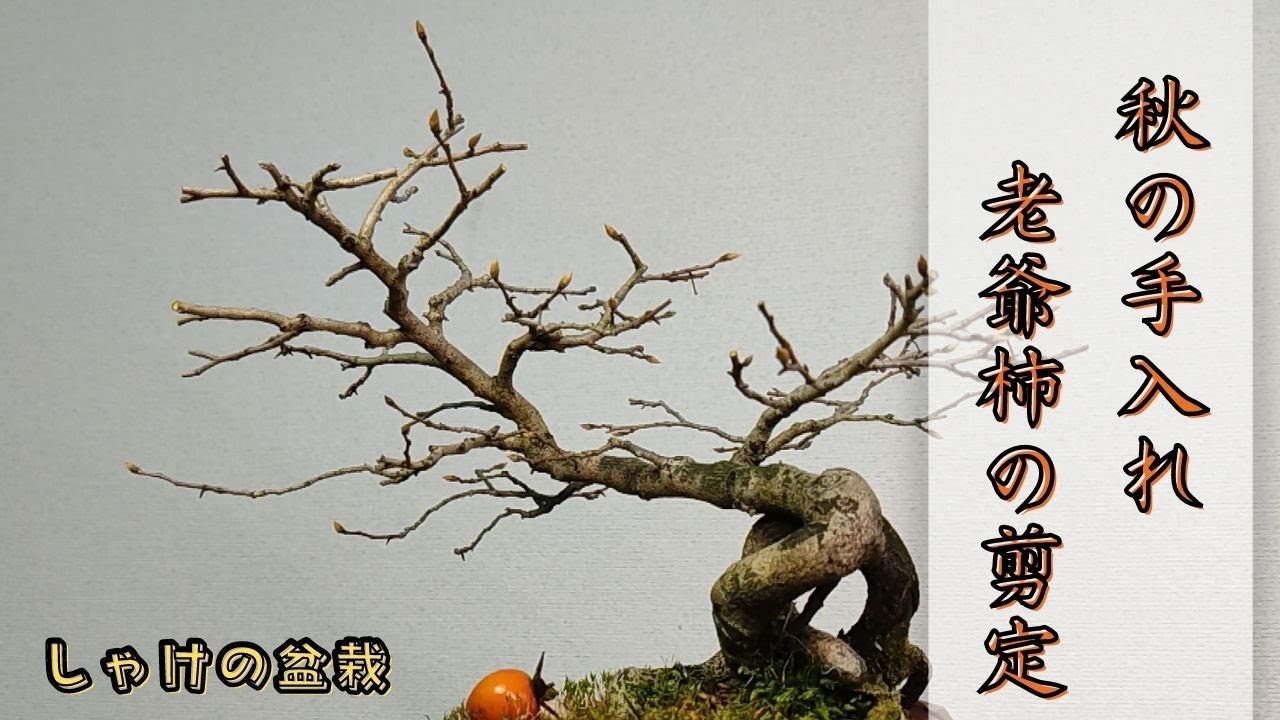 【秋の手入れ】老爺柿の剪定【しゃけの盆栽】～[Autumn care] Pruning old persimmons