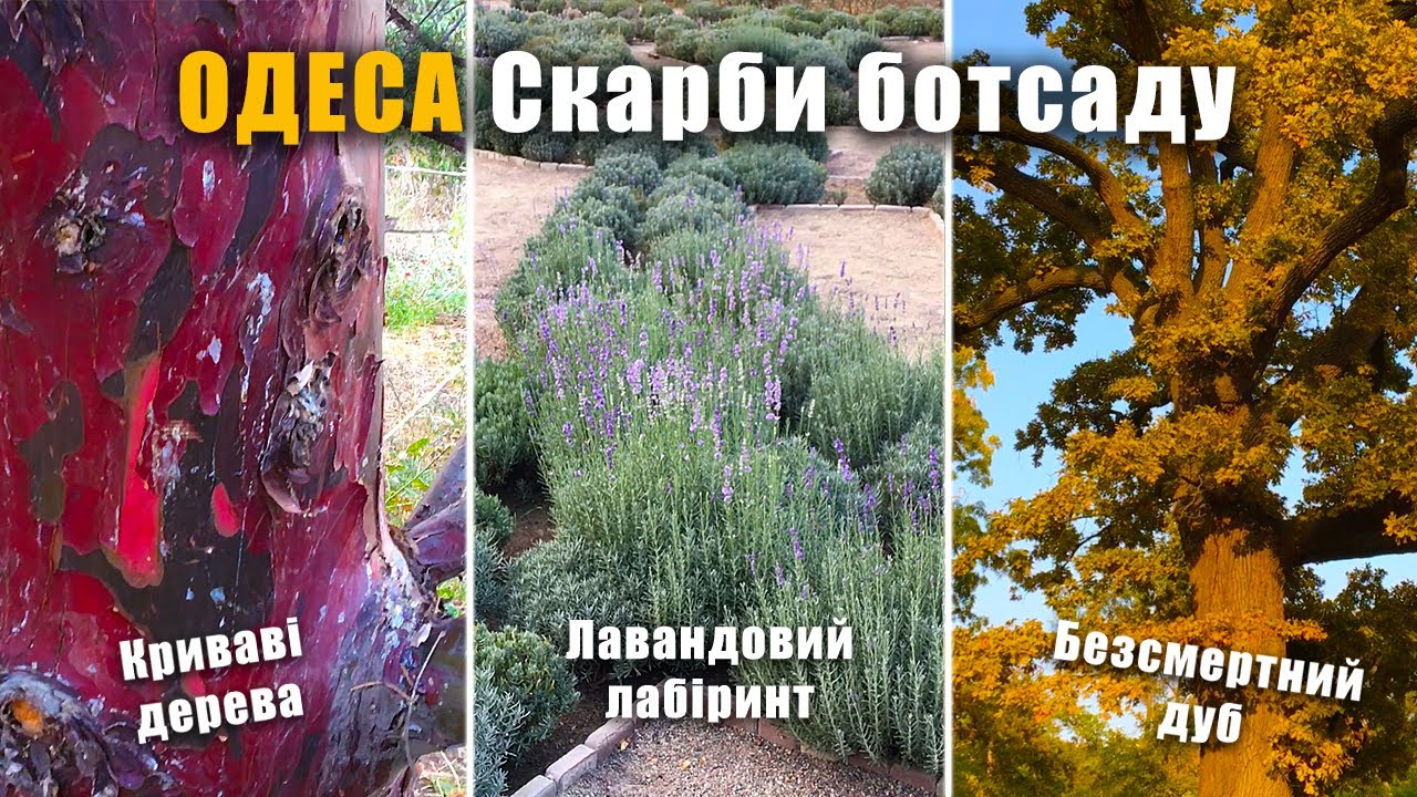 Найгарніший парк Одеси. БАМБУК, кедри та кипариси. Ботанічний сад ОНУ ім. Мечникова