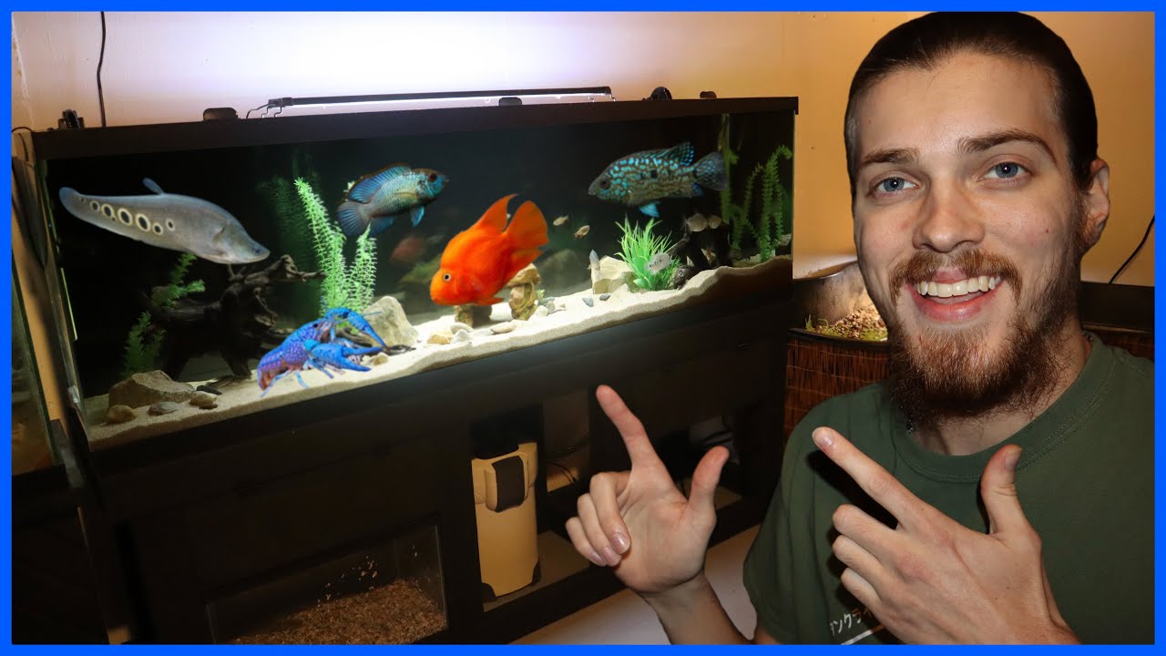 Adding EXOTIC FISH To My 125G AQUARIUM!