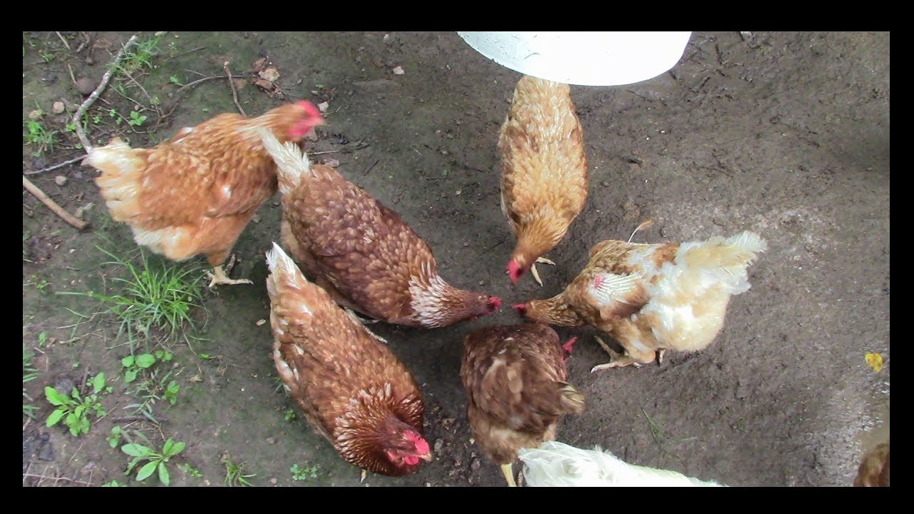 Maggot Bucket!! (Chicken Feeding System)
