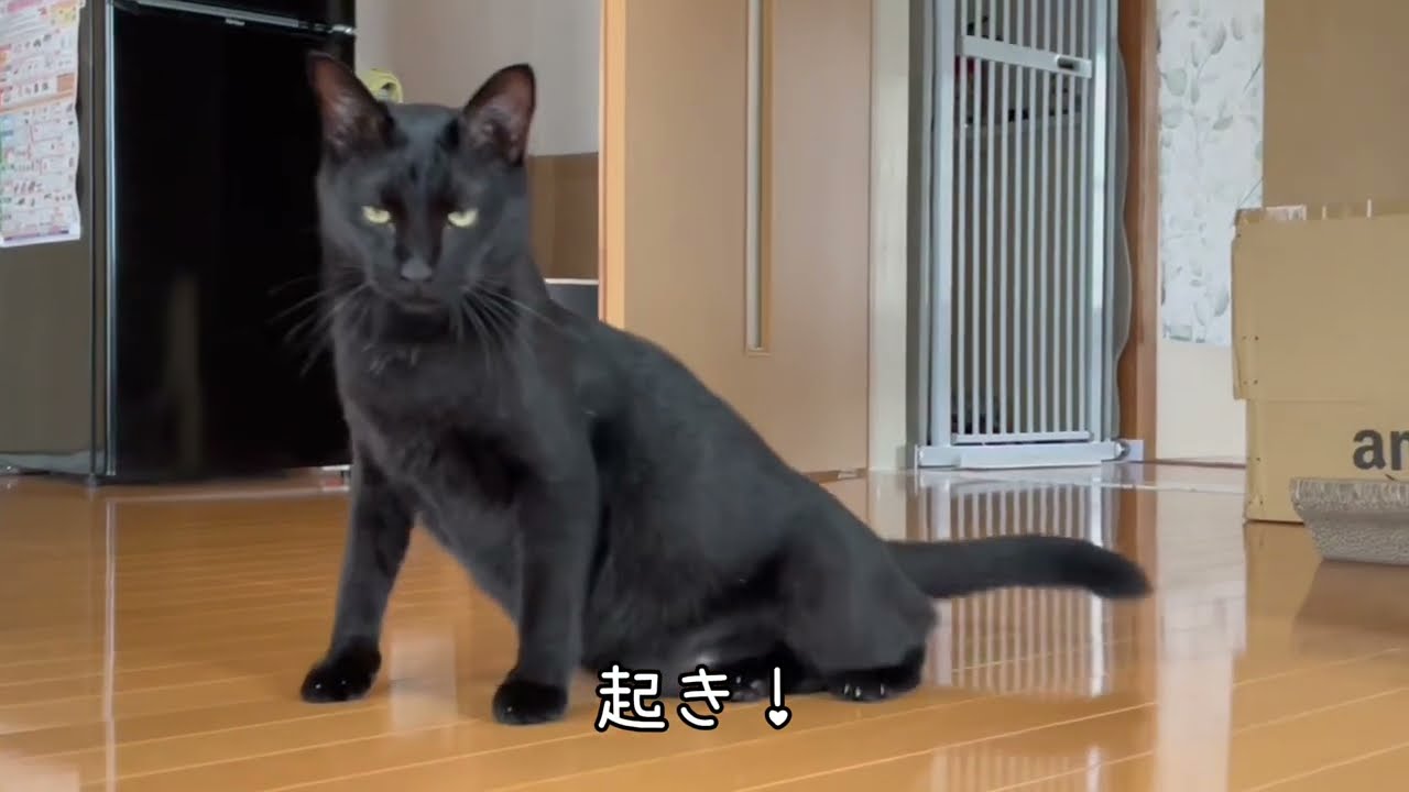 2024夏/クッションふみふみ/ぬいぐるみを警戒