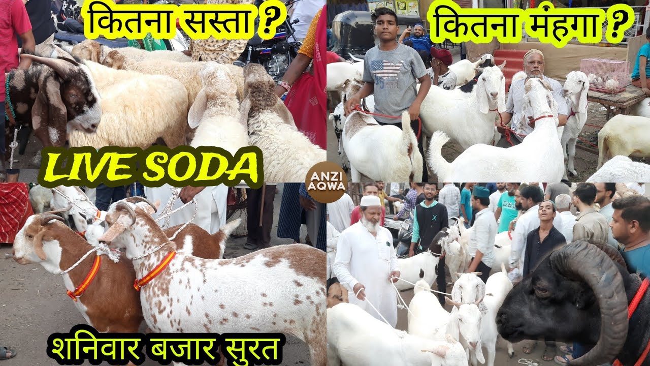 Live Soda | Shaniwari Bazaar Bakra Mandi Surat | Sachin Bakra Mandi | Anzi Aqwa