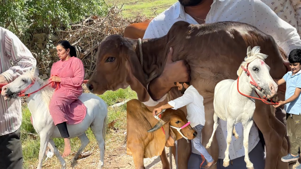 Hamari cow and baby aa gye ghar ajj..