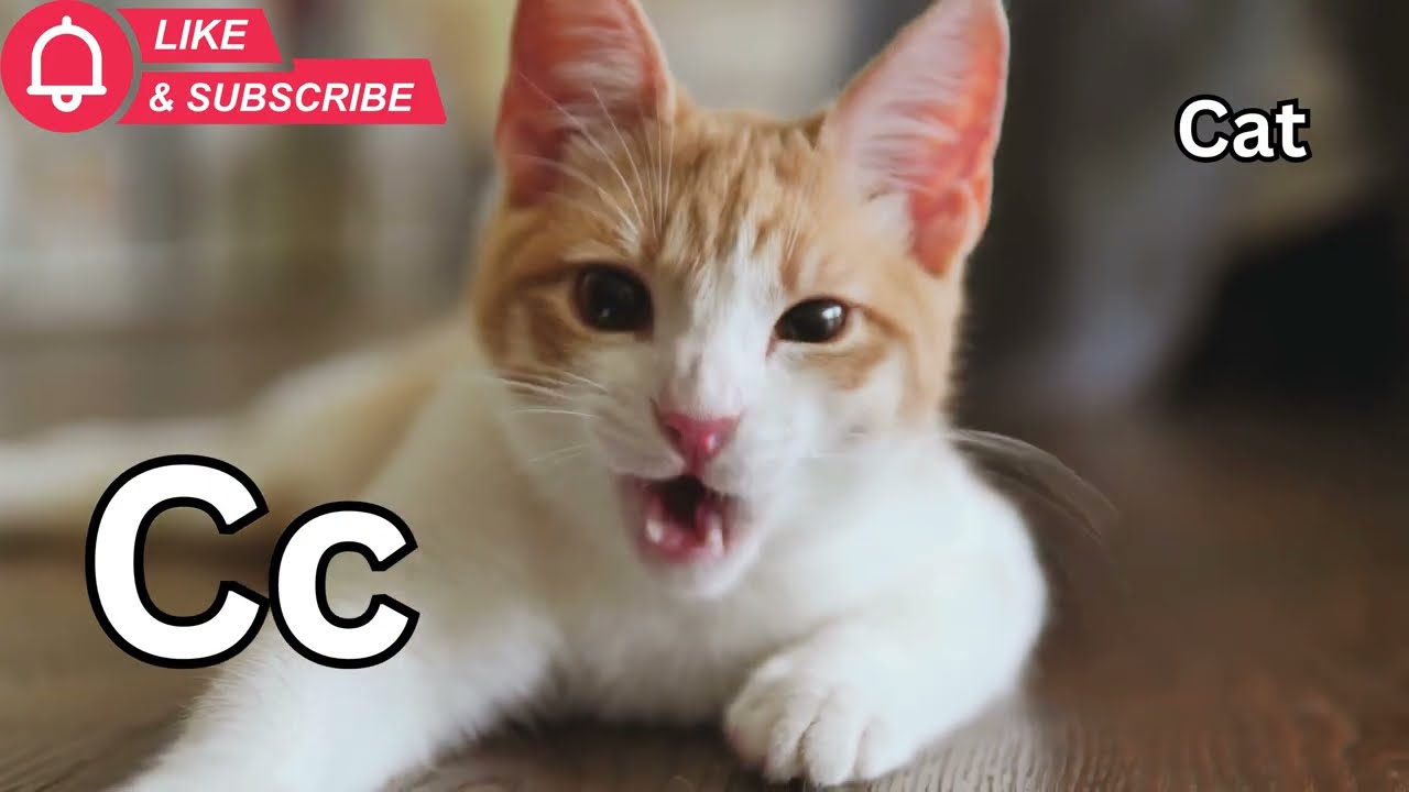 Песенка-фонетика про животных ABC для детей | Изучаем буквы A–Z с помощью распространенных животных
