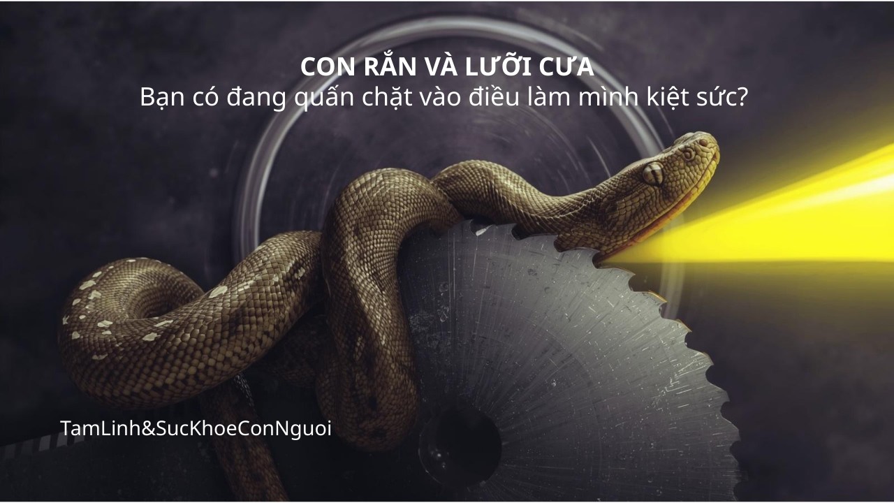 Con Rắn Và Lưỡi Cưa – Câu Chuyện Thay Đổi Cách Tôi Nhìn Về Mọi Mối Quan Hệ Độc Hại