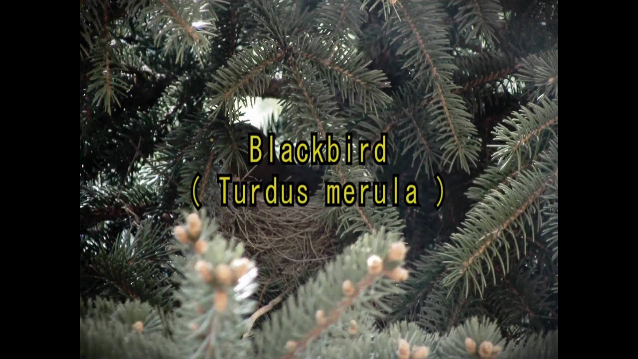 Kos - Turdus merula | www.klqmedia.com