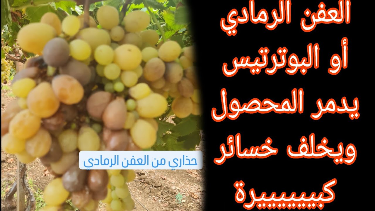 # العفن الرمادي يدمر محصول العنب ويكبد خسائر فادحة....#