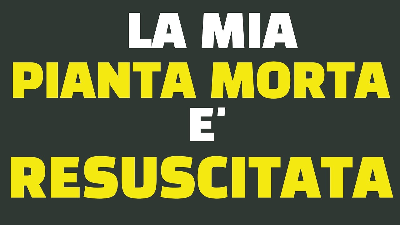La mia pianta morta è resuscitata!