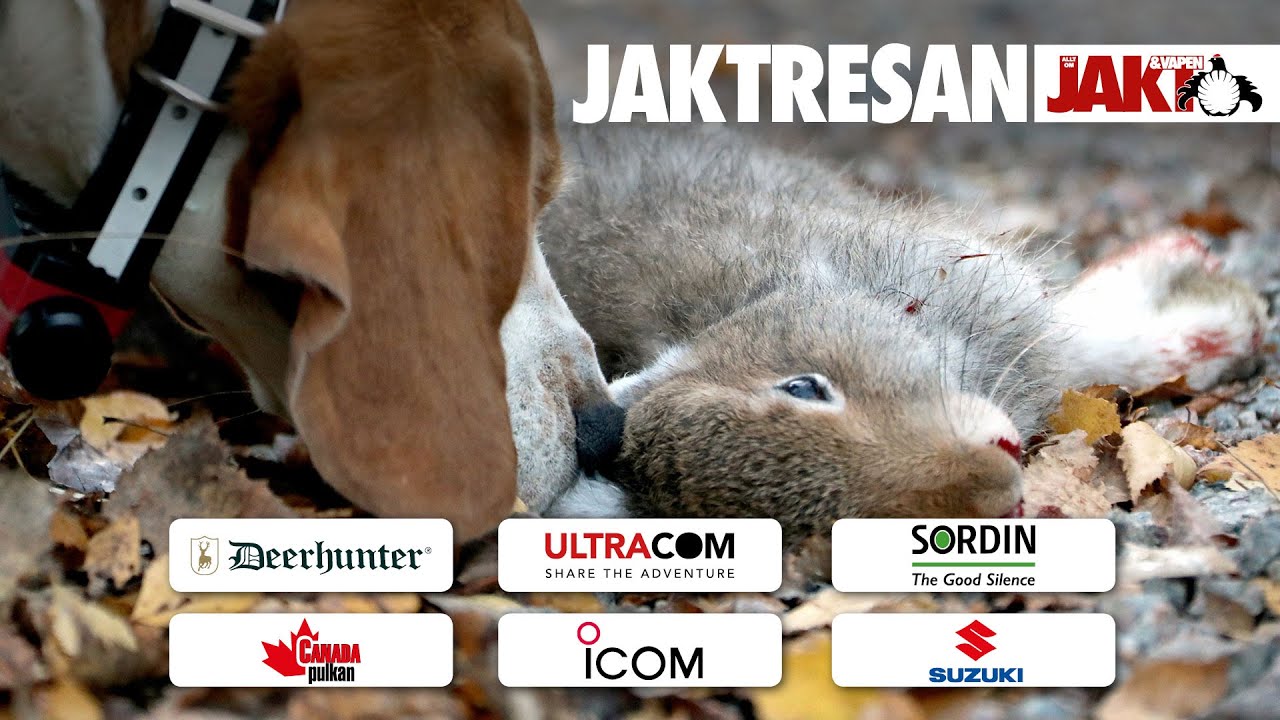 Jaktresan: Harjakt i B&auml;ck - Beagle med SM-meriter