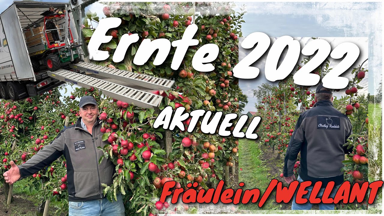Obsthof Raddatz - Ernte | Wellant/Fräulein | Pflanzenschutz / Knecht  | Den Obstbau geht es schlecht