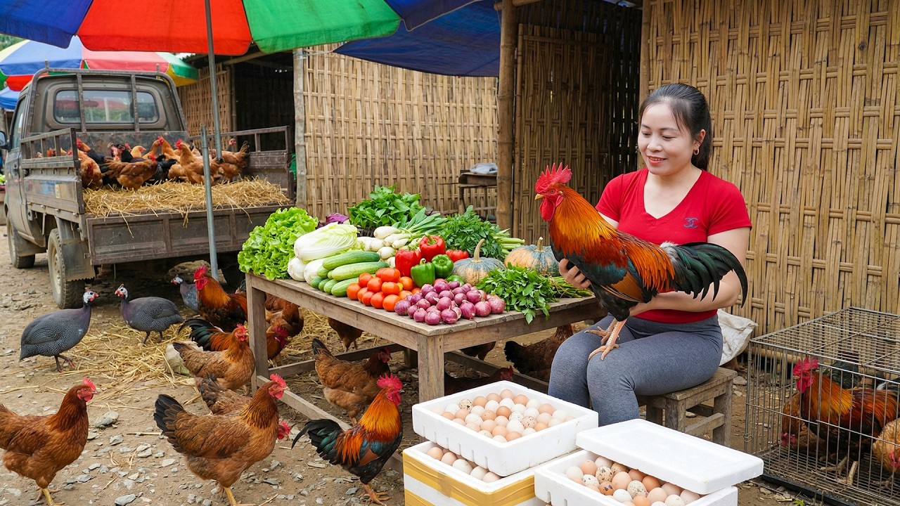 From Farm to Market, Harvesting Chicken Eggs & Chickens by 3-Wheel Truck