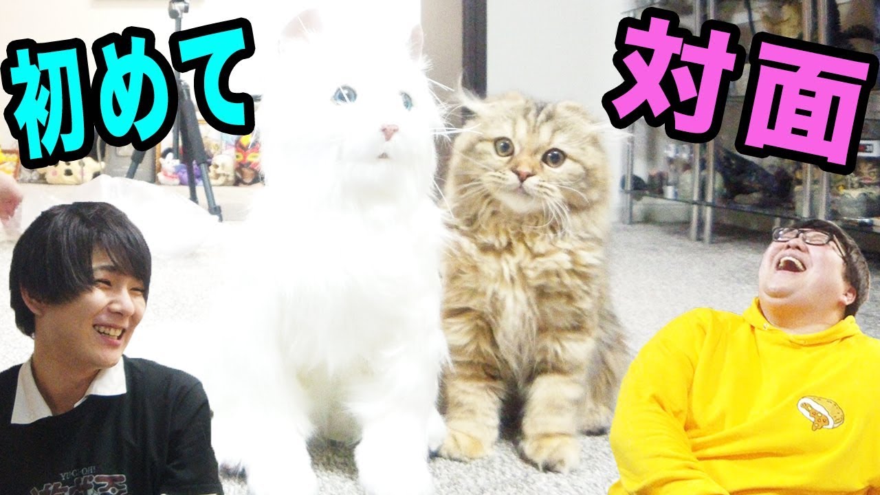 ぱふぱふチャンネルのお互いの子猫を会わせたら可愛すぎた♪
