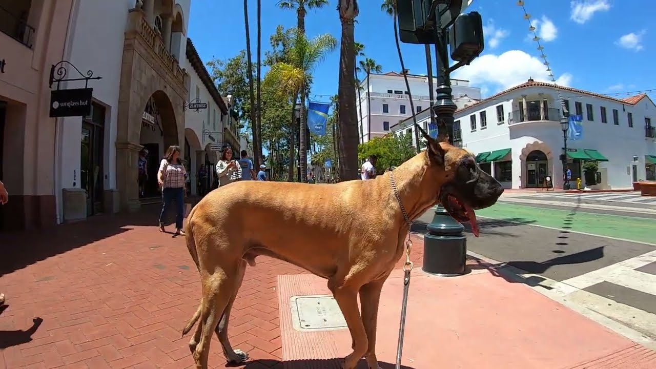Cash 2.0 Great Dane on State Street in Santa Barbara 1