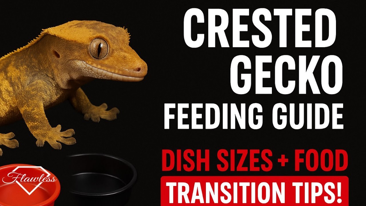 Crested Gecko Feeding Guide  Dish Sizes + Food Transition Tips!