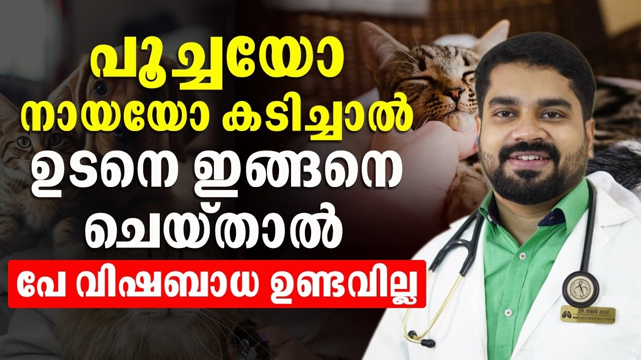 പൂച്ചയോ നായയോ കടിച്ചാൽ ഇങ്ങനെ ചെയ്തില്ലെങ്കിൽ പേവിഷബാധ ഉണ്ടാവും¦