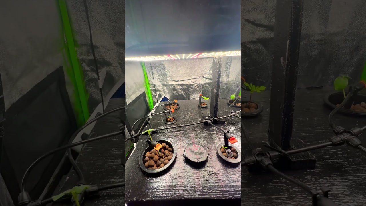 Indoor DIY DWC system with timed drip irrigation for seedlings 