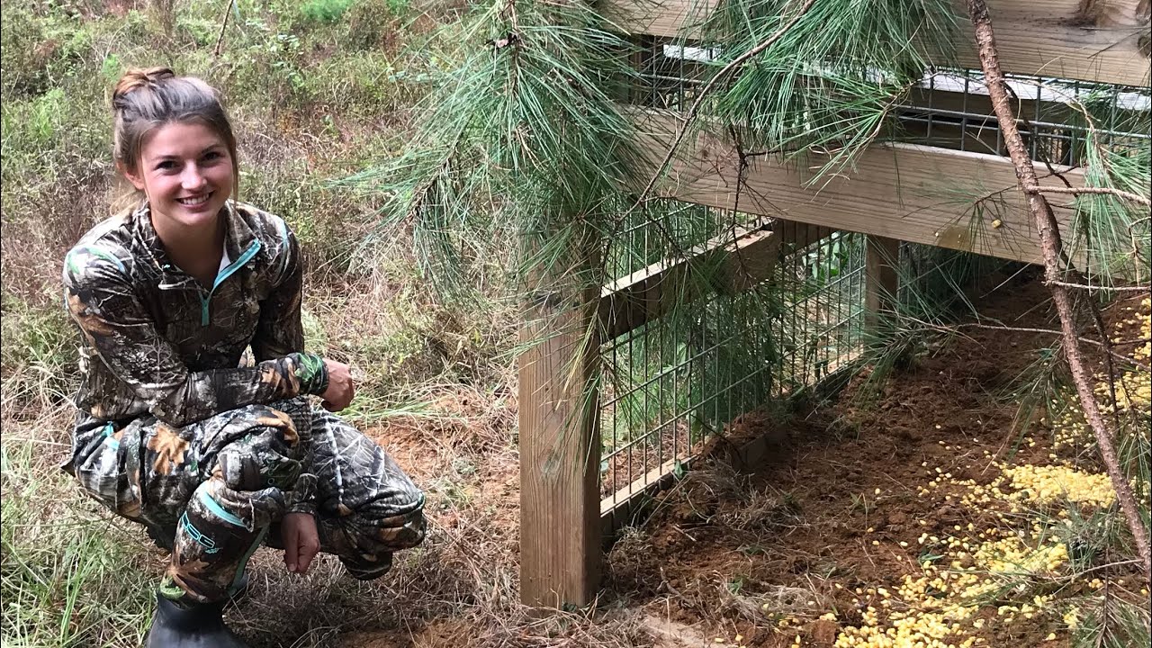 Transporting, Baiting, & Setting a Hog Trap!