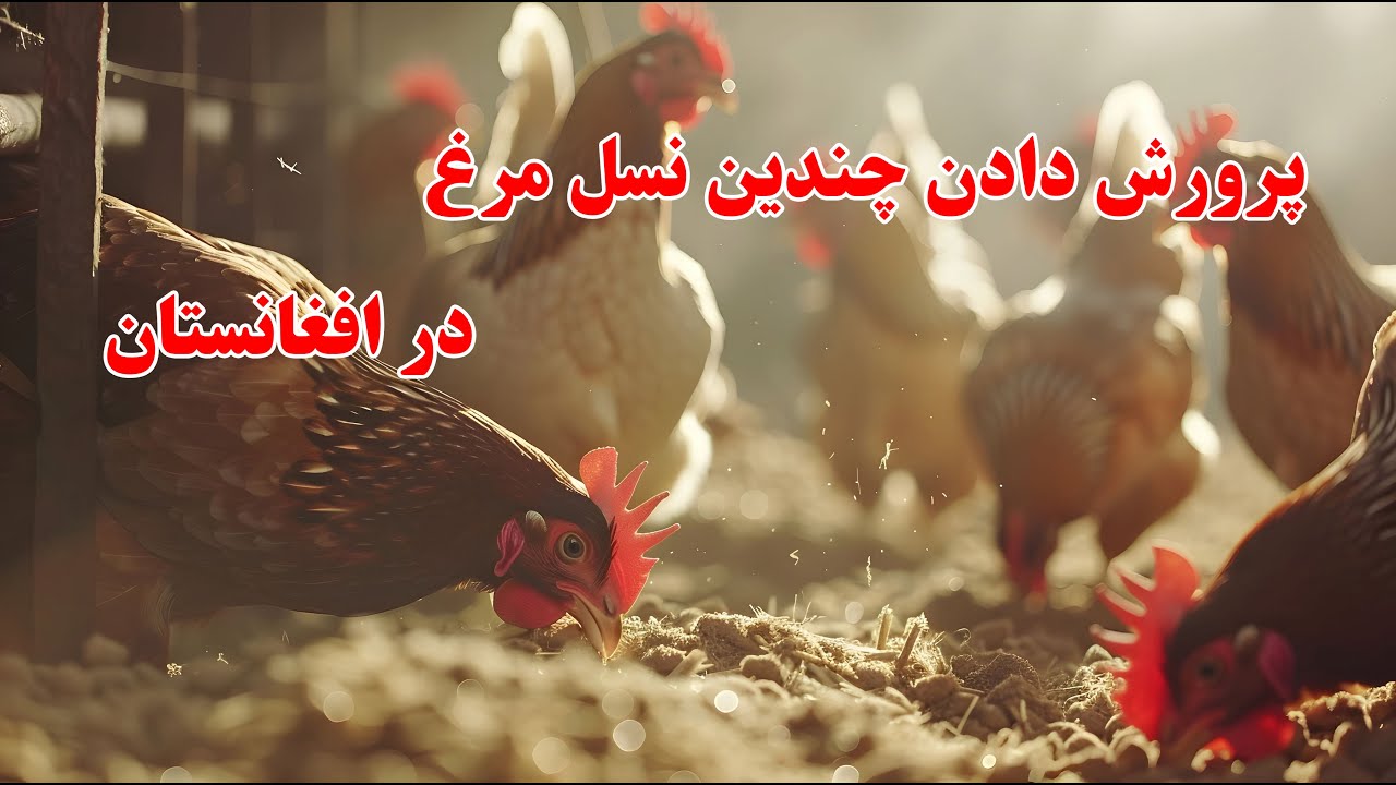 مجهز ترین فارم مرغداری در افغانستان با پرورش دادن چندین نسل مرغ