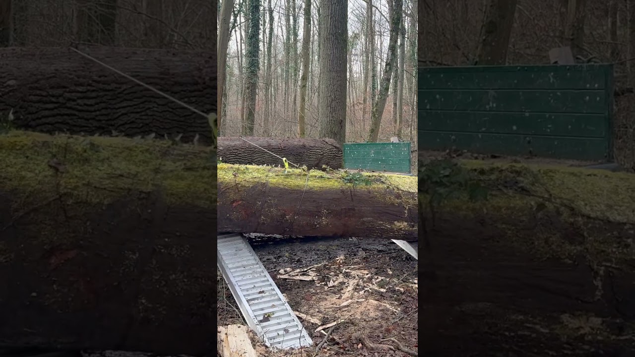 Stammholz verladen mit der Seilwinde vom Deutz D3006 Holztransport #forst #wald #seilwinde #holz