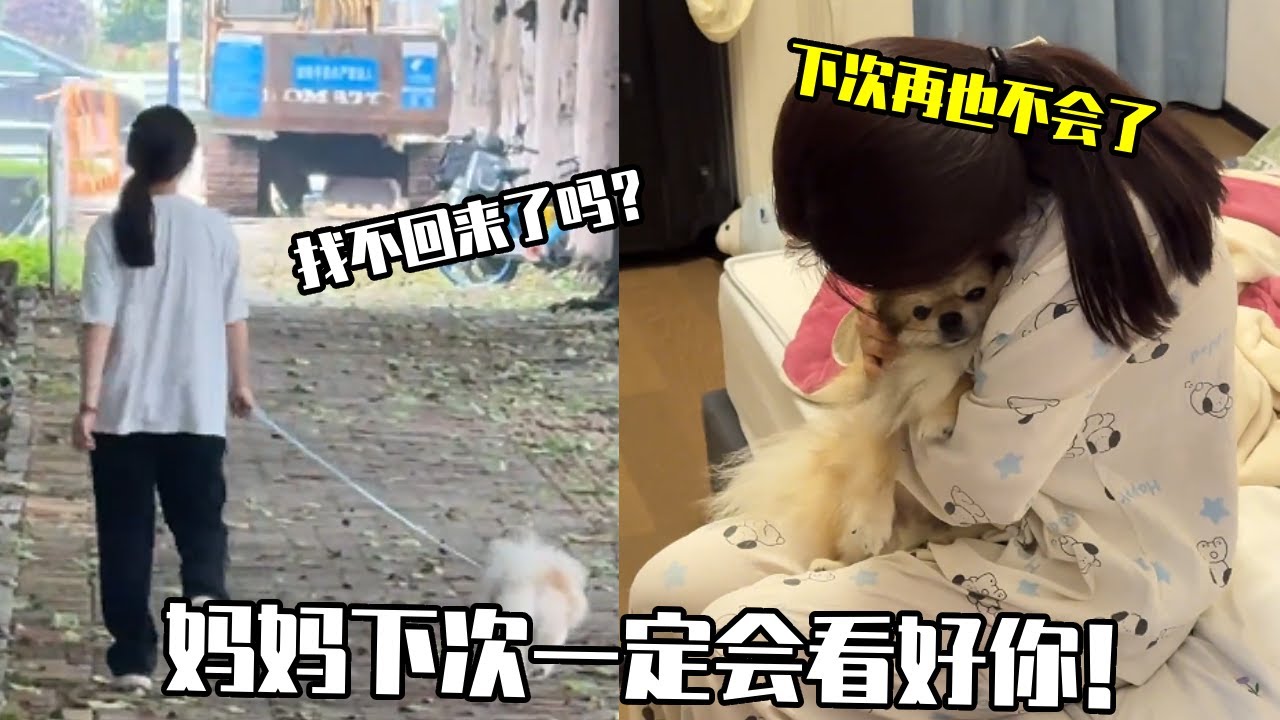 深夜惊魂！小狗跑丢后，一家人彻夜难眠的焦急时刻！  #博美 #宠物狗
