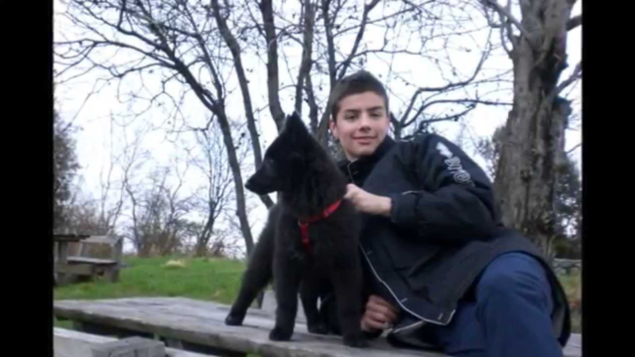 Pastore Belga Groenendael Shila 2011