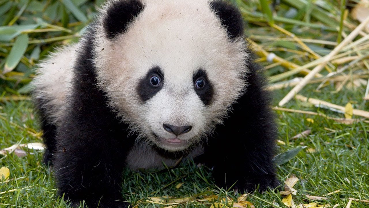Panda Palooza: Six Giant Panda Cubs Born at San Diego Zoo
